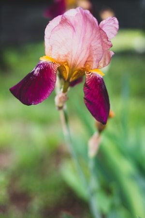 A vertical shot of delicate pink and purple iris flower on blurred grass backgroundの写真素材