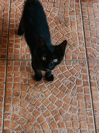 A vertical high angle shot of a black cat standing on the floor with tilesの写真素材