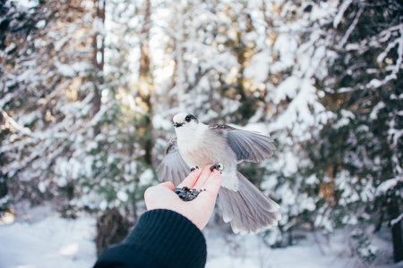 A gray jay bird perched on a femalの写真素材