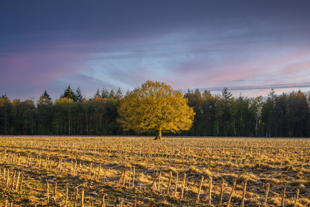 A single oaktree at sundown in a mown cornflield at Epen, Limburg, The Netherlandsの写真素材