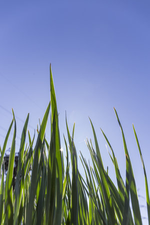 grass, close-up of fresh green grass seen from below, blue sky backgroundの写真素材