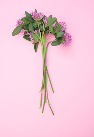A vertical shot of a bouquet of red clovers isolated on a pink background with space for textの写真素材