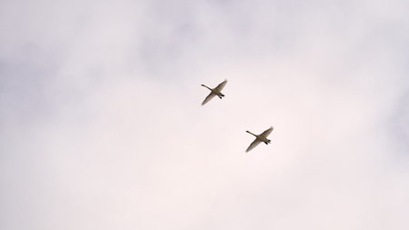A bottom view of two swans flying in the skyの写真素材