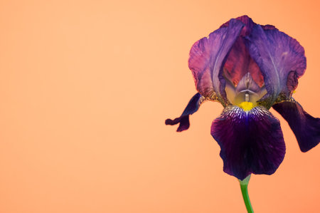 A closeup of drying irises isolated on an orange background with space for textの写真素材