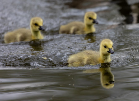 A group of ducklings in a pondの写真素材