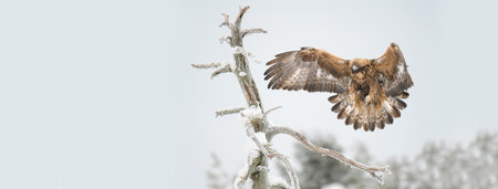 A golden eagle (Aquila chrysaetos) landing on a dry tree branch wings wide open