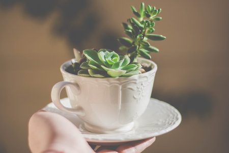 A man holding a pot of succulent in a teacup with a blurry backgroundの写真素材