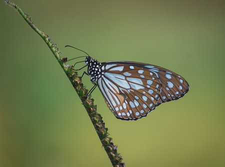 A beautiful shot of a blue tiger butterfly (Tirumala limniace) on the plant stem