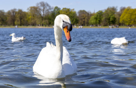 A white swan swimming in a lake on a sunny dayの写真素材
