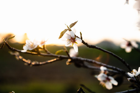 A closeup shot of cherry blossoms on the tree branchesの写真素材