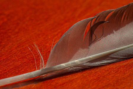 A closeup shot of a gray and white feather lying on a red surfaceの写真素材