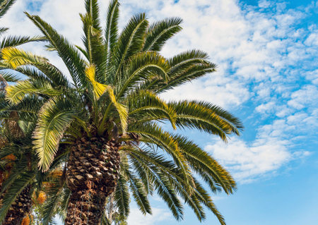 A low-angle closeup shot of a palm tree on a tropical beach on a sunny dayの写真素材