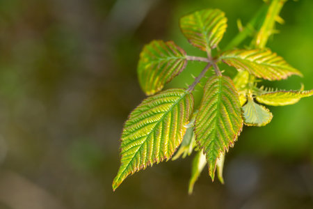A selective focus of green leaves for wallpaper and background