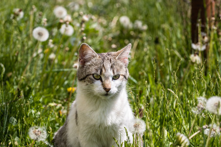 A portrait of an adorable domestic cat sitting in the green field with blowballsの写真素材