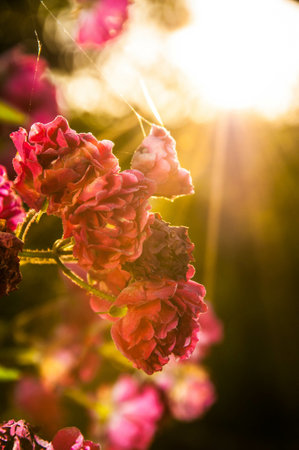 The delicate Hydrangea or hortensia flowers in beams of sunlightの写真素材