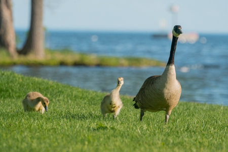 A mother goose with baby geese by the lakeの写真素材