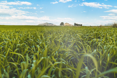 a close up shot of grass in meadow with sky view Cieza (Murcia)の写真素材