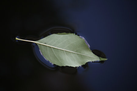 A closeup shot of a leaf floating on waterの写真素材