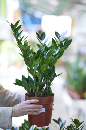 A vertical shot of woman hands holding a zamioculcas indoor plant in a potの写真素材