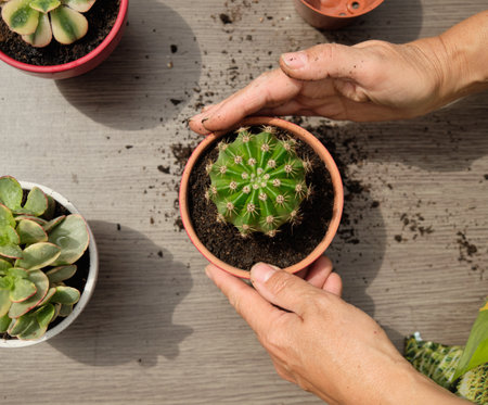 A top view of female hands transplanting and watering cactus at homeの写真素材