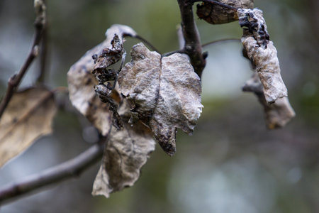 A selective focus of the dried brown leaves on the tree branchesの写真素材