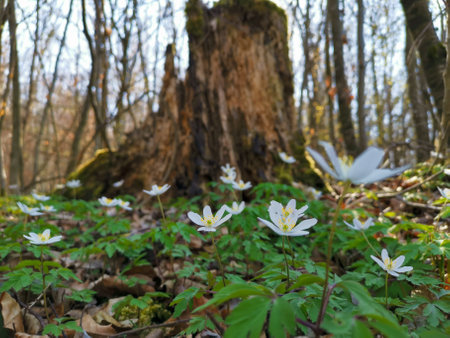 Forest floor covered with forest anemones in front of a dead tree stumpの写真素材