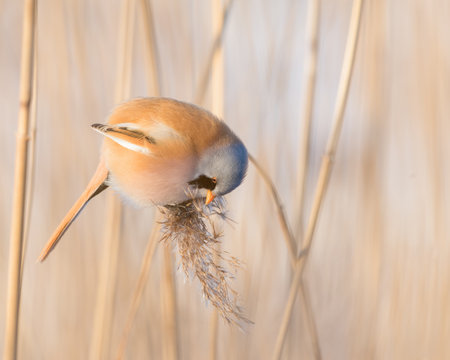 A cute Bearded Reedling bird, Panurus biarmicus, eating common reed seedsの写真素材