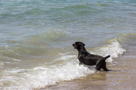 A black Labrador Retriever on the shoreの写真素材