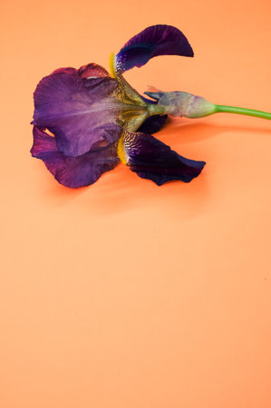 A vertical shot of purple iris flower with copy space isolated on an orange backgroundの写真素材