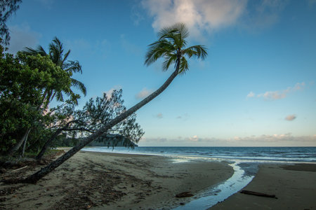 A beautiful shot of leaning tropical trees on a beach in Australia under a bright cloudy skyの写真素材