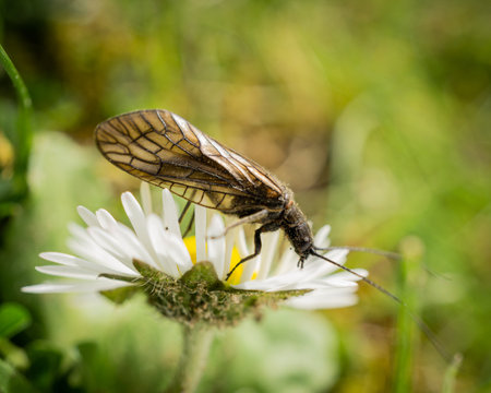 a closeup of a sialis lutaria insect standing on the beautiful chamomile in the garden