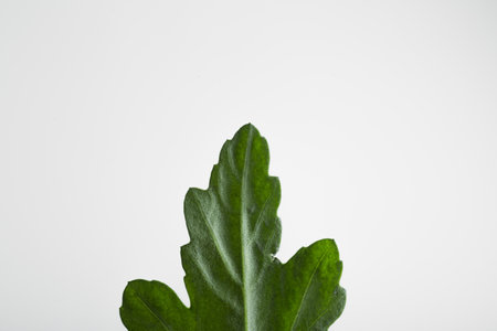 leaves, macro of the underside of a green leaf showing the nerves, leaf located in the center of the...