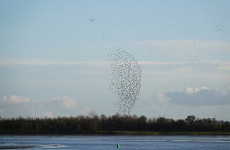 A mesmerizing view of a flock of birds flying in the sky above the riverの写真素材