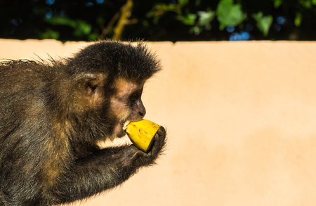 A closeup shot of a cute capuchin monkey eating a bananaの写真素材