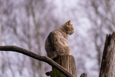 A closeup shot of a brown cat sitting on a tree trunk on a blurred backgroundの写真素材