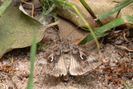A closeup of a brown moth camouflaged on soil