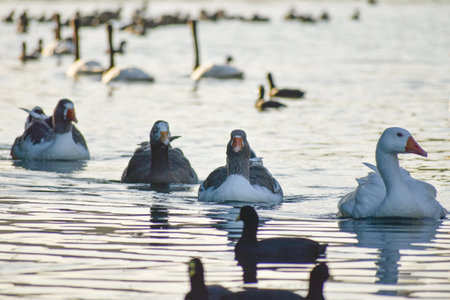 group of geese and other water birds at lago de regatas, Buenos Airesの写真素材