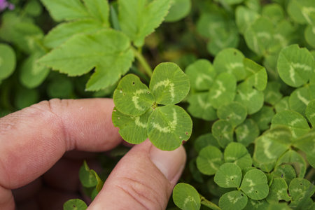 A man's hand holding a four-leaf clover on a green grass background