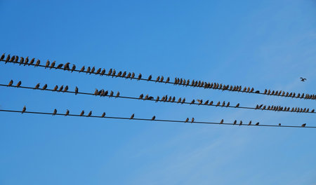 A beautiful shot of electric lines with rows of birdsの写真素材