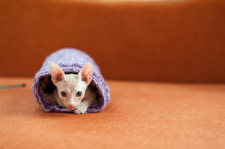 A closeup shot of a domestic sphynx catの写真素材