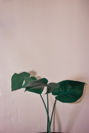 A vertical shot of green monstera plant on brown wall background