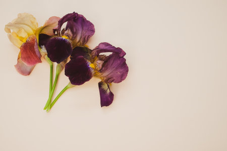 A closeup shot of iris flowers on a light-colored backgroundの写真素材