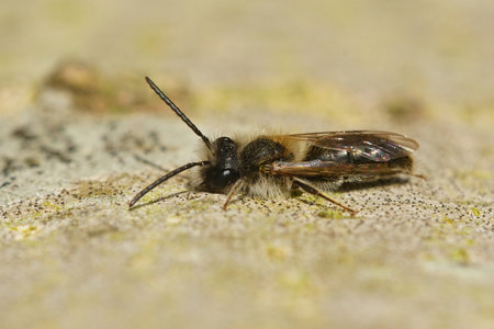 A closeup shot of a male, mellow miner, Andrena mitis