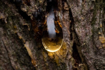 A macro closeup shot of a sap on the treeの写真素材