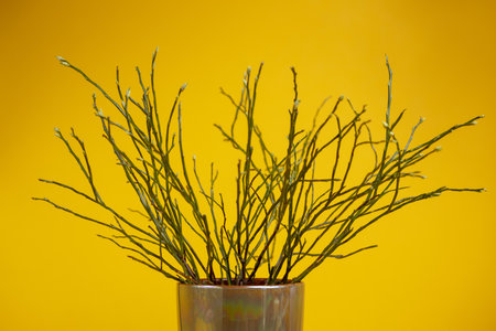 Branches sticking out of a modern reflective vase like twigs contrasted against a seamless yellow colorful backgroundの写真素材