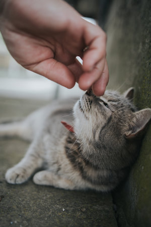 A vertical shot of a person's hand stroking a gray cat lying on the groundの写真素材