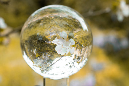 A dreamy shot of a crystal ball reflecting a delicate blossom flower in nature