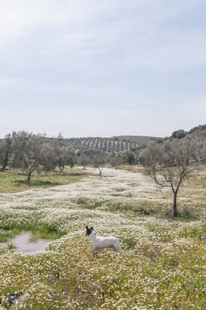 A vertical shot of a dog in the middle of a field of wildflowers and olive treesの写真素材