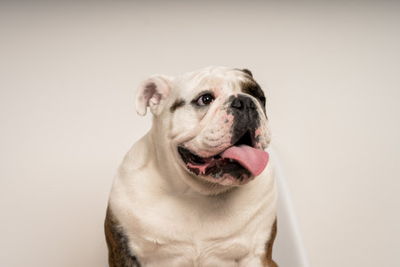A closeup of a cute bulldog on a white backgroundの写真素材