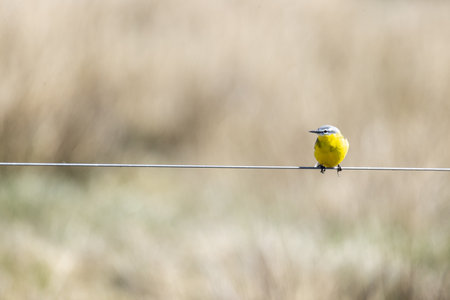 A shallow focus shot of a Western Yellow Wagtail perched on a wire